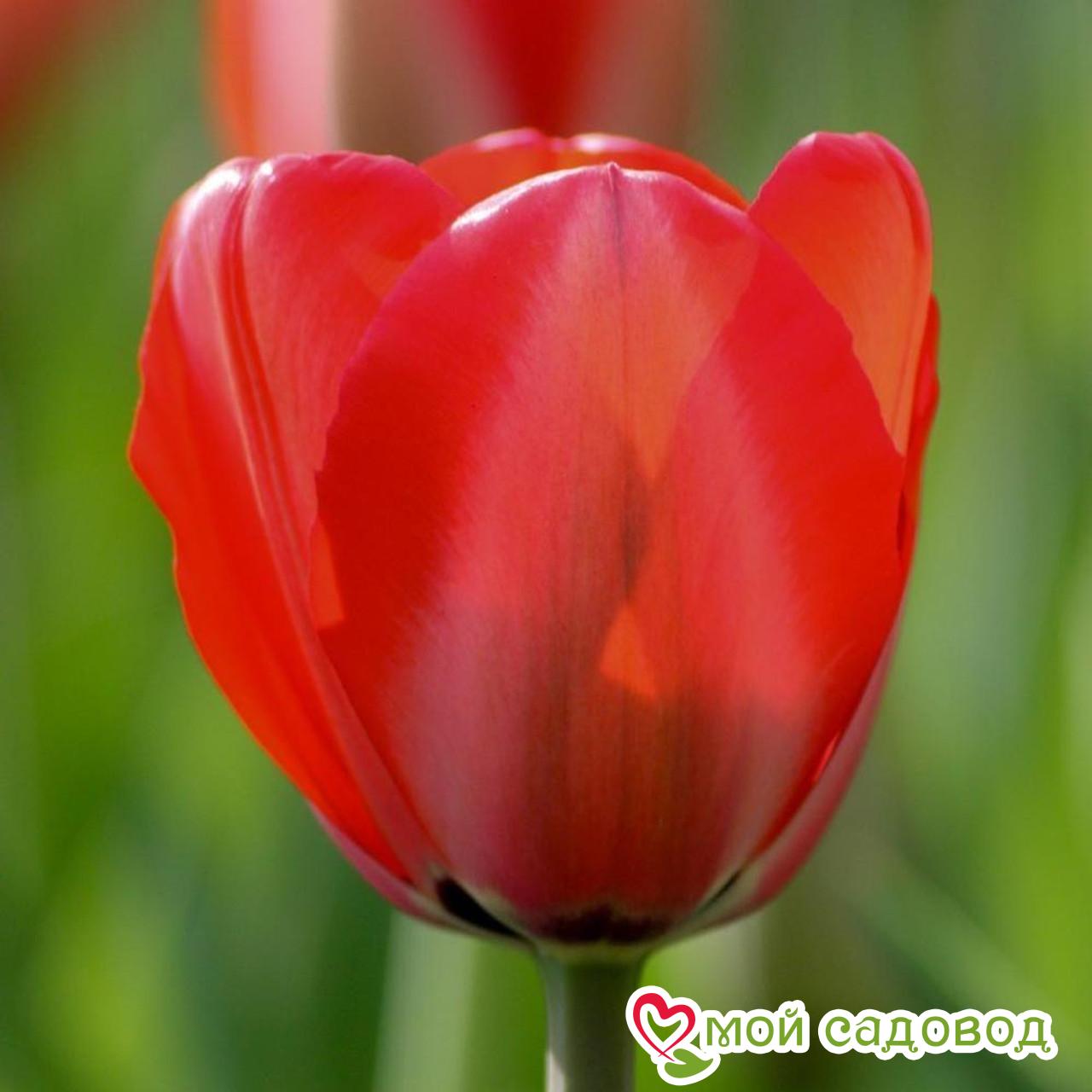 Тюльпан Фостери Кинг