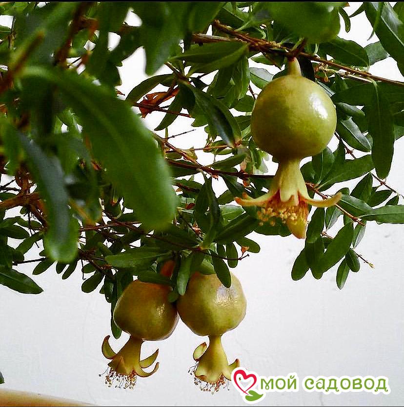 Гранат Бейби (мини)