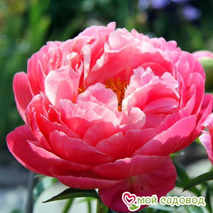 Пион Пинк Гавайан Корал