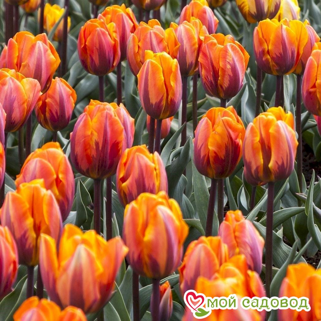 Тюльпан Принцесс Ирен